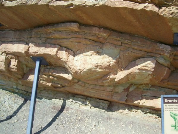 Morrison Formation - sauropod footprint on Dinosaur Ridge Morrison Formation - sauropod foot
