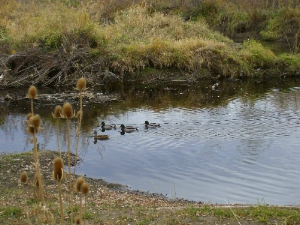 Ducks on Clear Creek in Gold Strike Park, Arvada. Apex and Gregory Waqon Road