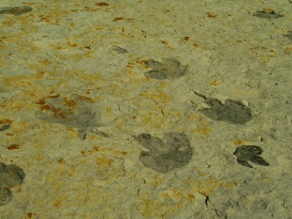 Iguanodon tracks on Dinosaur Ridge
