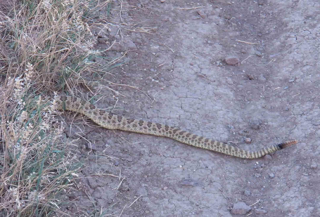 Rattlesnake on South Table Mountain