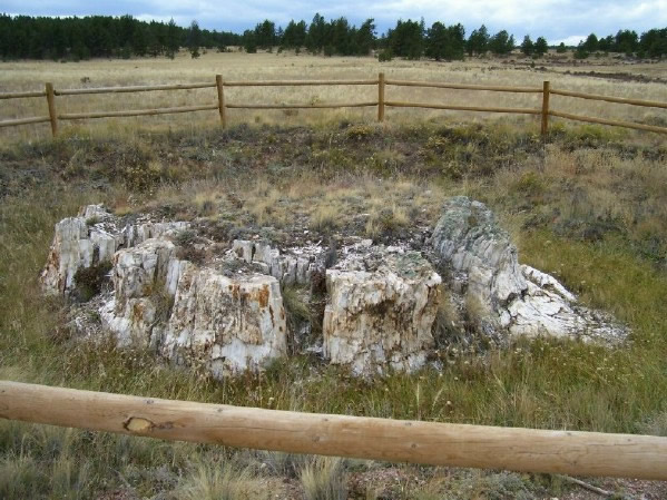 Guffey volcano lahar - petrified redwood tree stump