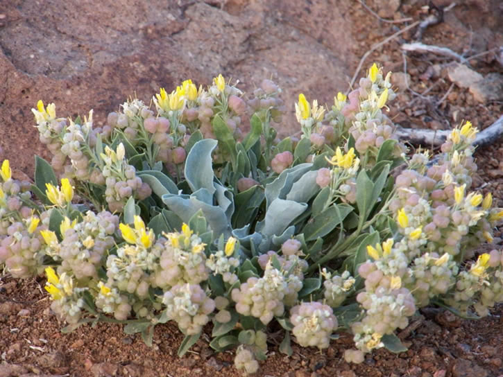 South Table flower